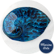 8580-P16 - Polished Aqua Abalone  100-125mm